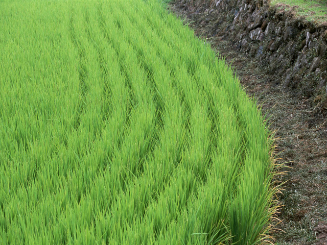 福井県初の農業法人として信頼の米作りを